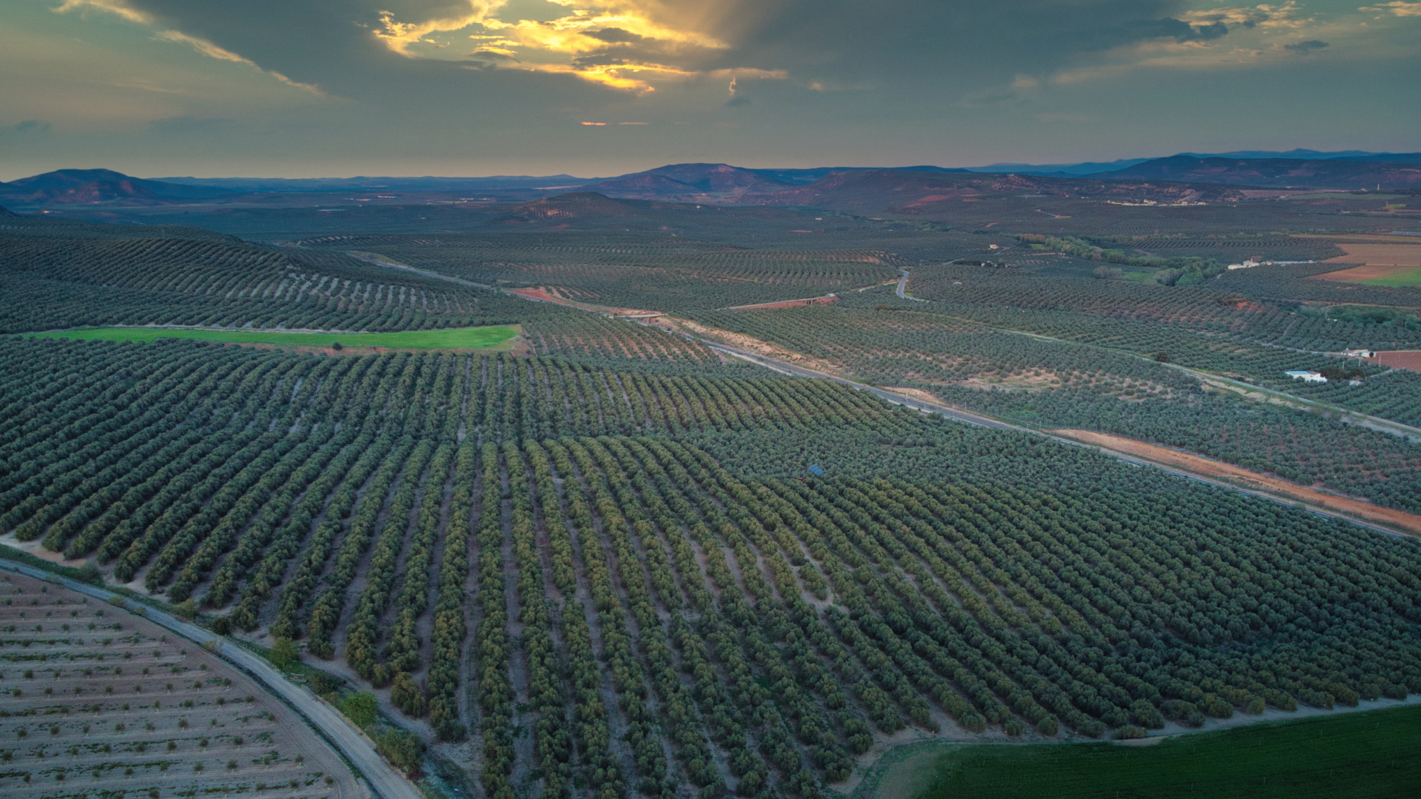 Mar de olivos sobre el valle del Guadalimar