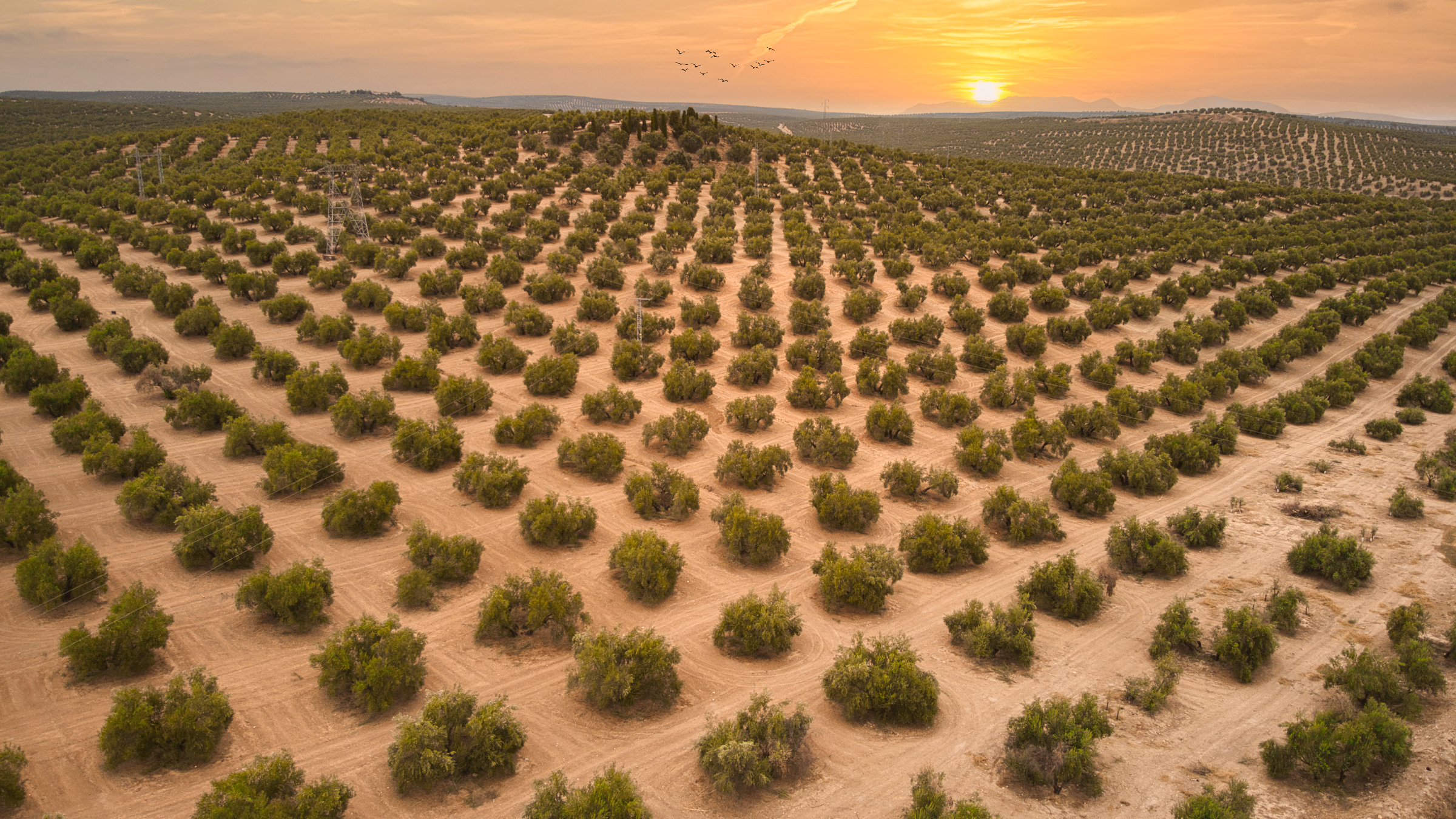 Campo de olivas al atardecer